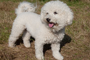 Bichon