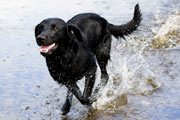 Black lab running