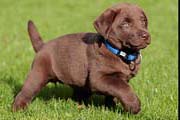 Labrador puppy