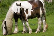 Piebald horse