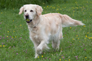 Retriever