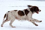 Spaniel running