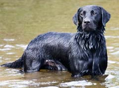 Black lab